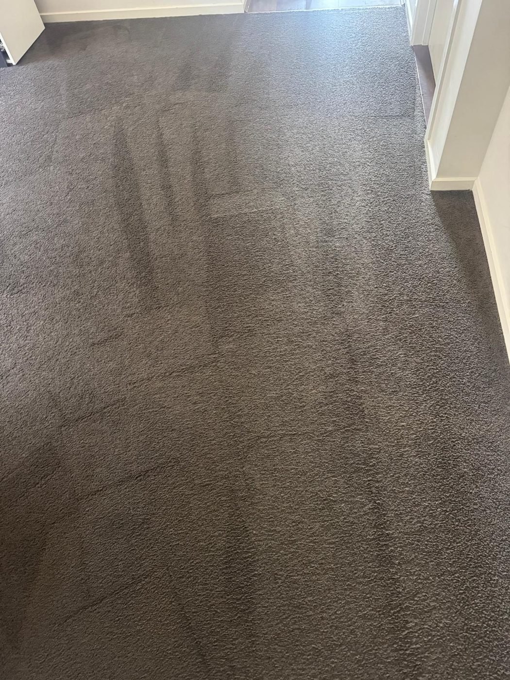 Carpet being dried and extracted after water damage