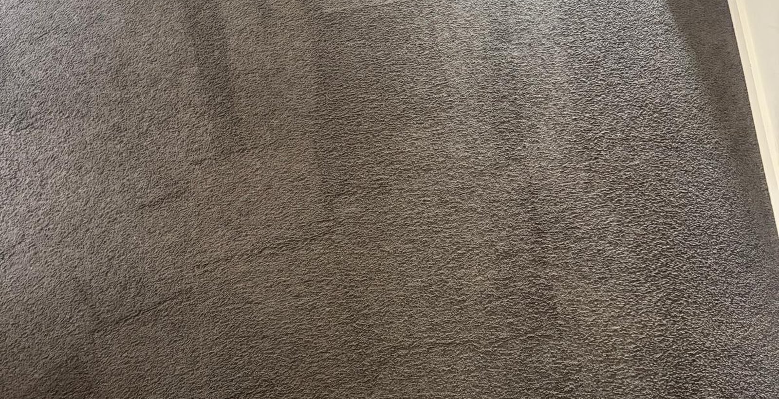 Freshly extracted carpet with even wand lines in a Melbourne home